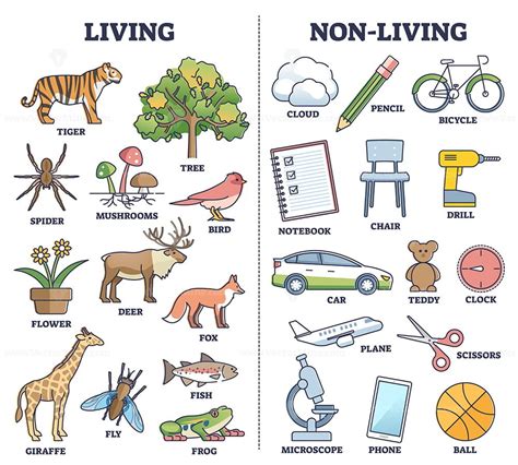 non living things drawing|Difference between Living Things and Non.